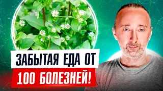 ЭТОТ сорняк лечит бесплодие, суставы, сердце, желудок, печень, улучшает зрение, очищает кровь и…