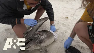 Live Rescue: Pelican Rescued on the Beach (S3) | A&E