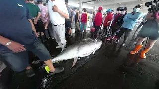 How to cut sashimi  for 400 lbs bluefin tuna