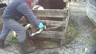 Undercover video shows apparent abuse of cows at Pa. dairy farm