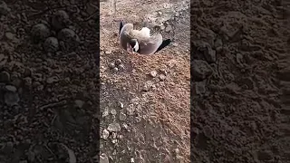 The reaction of the bird in front of the farmer's tractor to defend its eggs