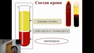 Физиология крови  Часть 1 Эритроциты