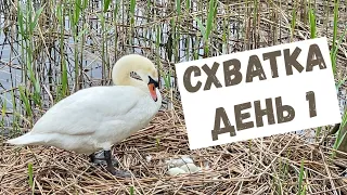 White swans. Fight, part 1. On the ground.