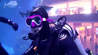 Dubai Shark Dive  - Explore Dubai Aquarium & Underwater Zoo - Close Encounter