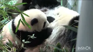 Mama ShinShin and her naughty twin babies 😂🐼🐼| CutePandasfamily| Panda HappyLand
