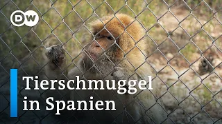 Spanien als Einfallstor für Tierschmuggel | Fokus Europa