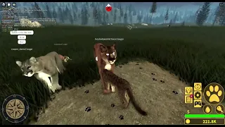 Roblox yellowstone unleashedthe life of a cougar 100 subs special