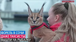 ФОРЕЛЕВАЯ ЛИХОРАДКА 💥 РЫБАКАМИ СТАЛИ ВСЕ - ТЫСЯЧИ ЛЮДЕЙ на побережье  СОЧИ