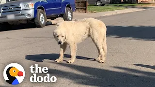 No One Could Catch this Giant Stray Great Pyrenees Until... | The Dodo