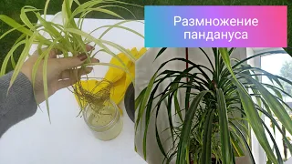 Панданус. Уход в домашних условиях