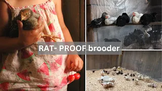 How I built a rat-proof brooder on our homestead