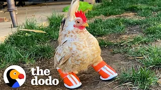 Tiny Chicken Learns To Walk By Wearing Boots | The Dodo