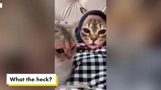 Cats freak out seeing feline filter on owners' faces