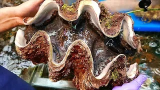 Japanese Street Food - $100 GIANT CLAM Seafood Japan