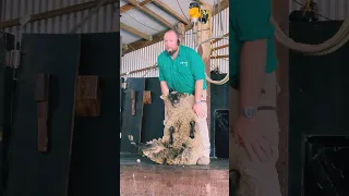 Как бреют овец в Австралии?