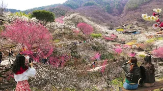 GWAGNYANG Plum Blossom Festival 2024, Most Popular Travel destinations in South Korea.