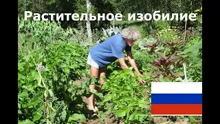 Растительное изобилие (по Филиппу Форреру) Холмистое садоводство