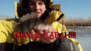 ТРОФЕЙНЫЙ ОКУНЬ-КАБАН!!! ЗА ТАКИМ ОКУНЕМ СТОИЛО ЕХАТЬ НА РЫБАЛКУ.зимняя рыбалка.ловля на мормышку