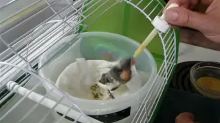 Hand Feeding a 15 Day old Baby Canary