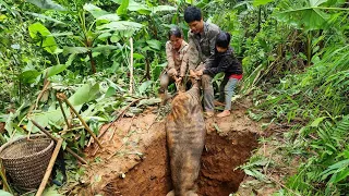 Wild boar trap skill. Giant wild boar. a lucky day for the family (born from the forest)