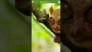 Tarsiers with Big Eyes | The Cute Little Assassin