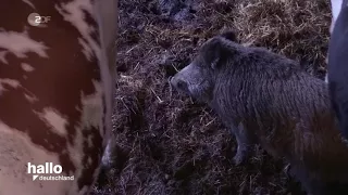 Wildschwein unter Kühen ZDF hallo deutschland