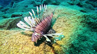 GoPro Hero11 underwater video test