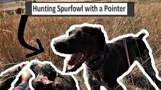 Pheasant Hunting South Africa with Pointer (First hunt 2021)