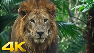 5K African Wildlife Documentary Film - Mana Pools National Park , Zimbabwe , Africa - 7 minutes