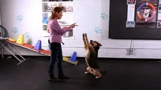 How to Teach Your Dog the Freeze Trick | Dog Tricks