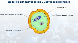 Двойное оплодотворение у цветковых растений.