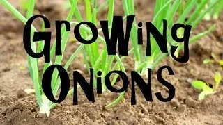 How to Plant, Grow, & Harvest Onions from Start to Finish