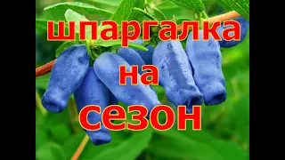 ШПАРГАЛКА на сезон! УХОД за ЖИМОЛОСТЬЮ! От А до Я !