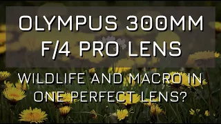 Olympus 300mm f/4 Pro Lens First Impressions