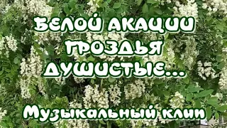 Белой акации гроздья душистые🎶Прекрасный романс 🎶Очень красивый музыкальный клип