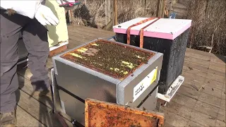 Hive Inspections March 2, 2024 - EXTENDED version