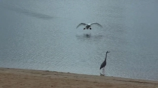 Heron comes too close to swan chicks.