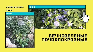 Лучшие почвопокровные вечнозеленые и пестролистные