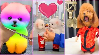 Tik Tok Chó Phốc Sóc Mini 😍 Funny and Cute Pomeranian #239