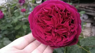 Англійські троянди в саду у Ганни. English roses