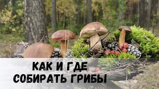 Как и где собирать грибы? Что делать с клещами? Как определить съедобный гриб простыми словами.