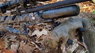 .25 cal JSB Hades Pellet Recovery from a Grey Squirrel Shot with the Brocock Bantam Sniper HR