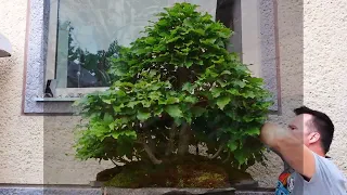 Fagus sylvatica bonsai forest