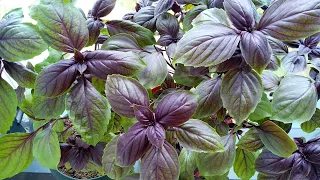 How to grow Purple Basil? How is basil propagated and pruned?