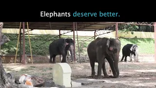 Relentlessly Trained Elephant Sways in Distress