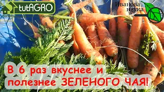 В МАГАЗИН ЗА ЧАЕМ БОЛЬШЕ НЕ ХОЖУ. ФЕРМЕНТИРОВАННЫЙ ЧАЙ ИЗ МОРКОВНОЙ БОТВЫ. Вкусный и полезный!