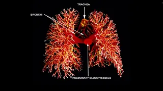Histology Respiratory system II