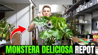 How to Repot Monstera Deliciosa. IT'S EASY!