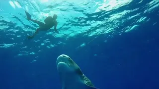 tank the  tiger shark greeting CL