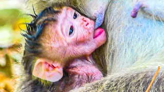 Newborns get full milk from MaMa Maya and start learning to walk.